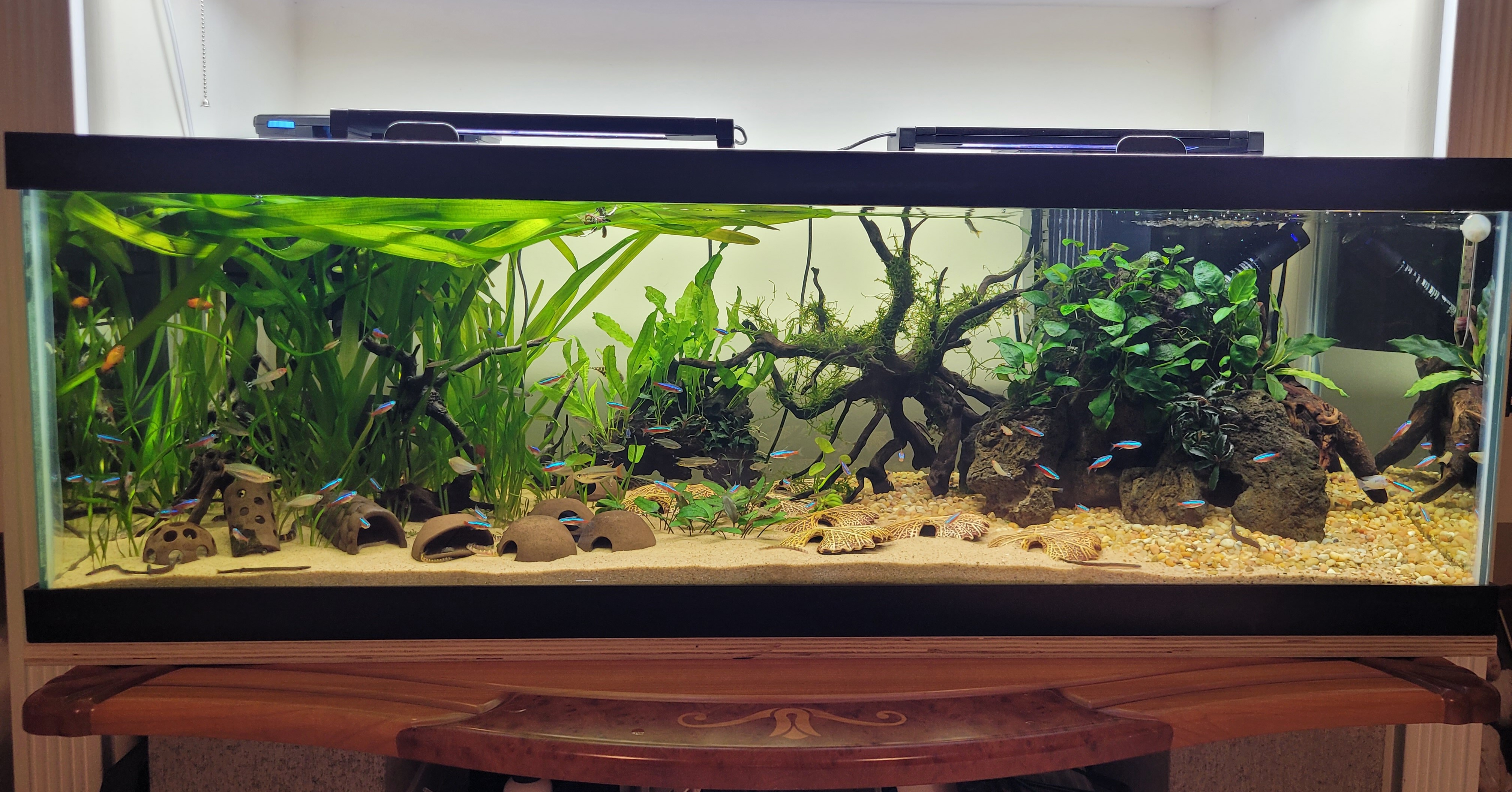 Current aquarium front view